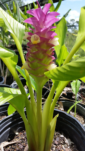 Ginger - Curcuma