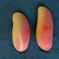 Mangoes