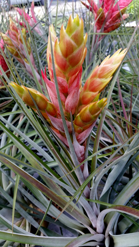 Tillandsia